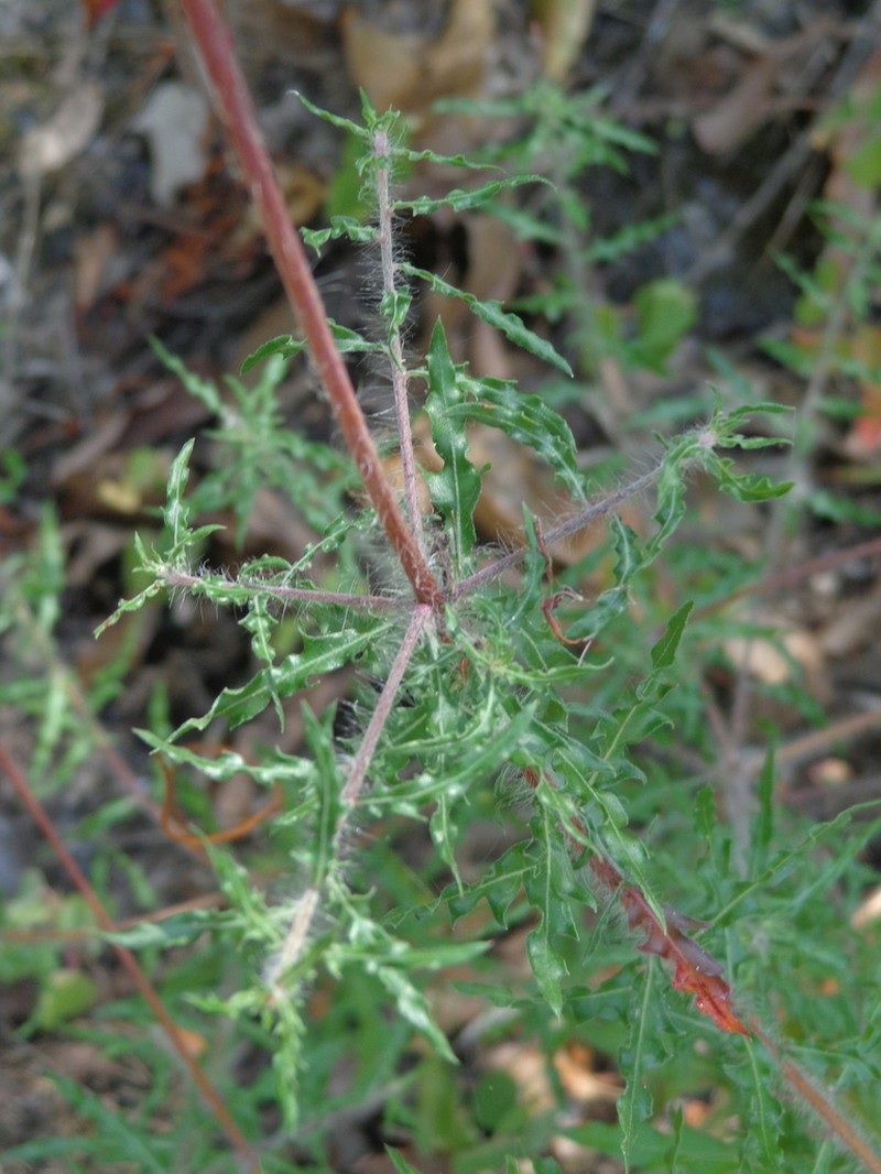 Oenothera hispida photo 4