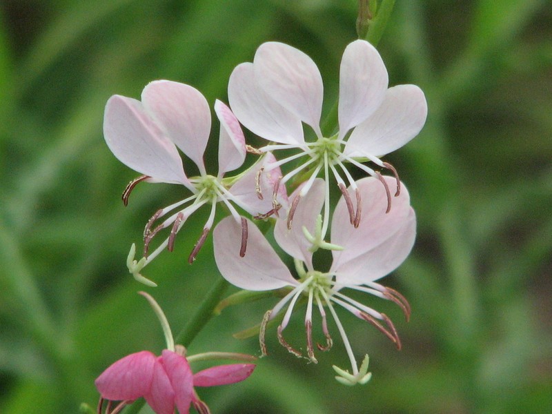 Oenothera hispida photo 5
