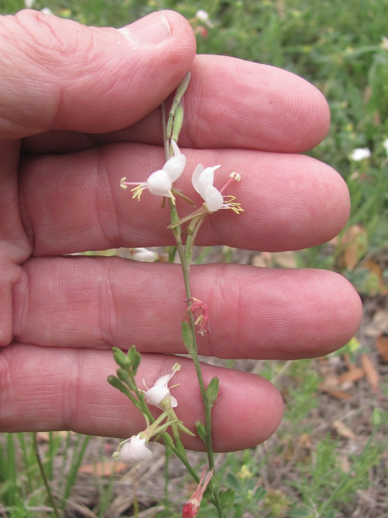Oenothera hispida photo 6