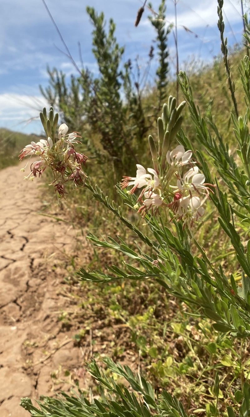 Oenothera hispida photo 7