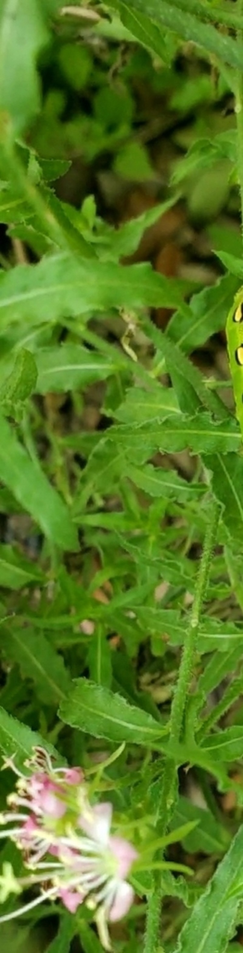 Oenothera hispida photo 8