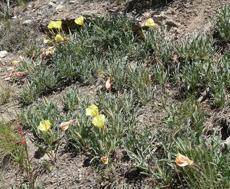 Howard's Evening Primrose photo 2
