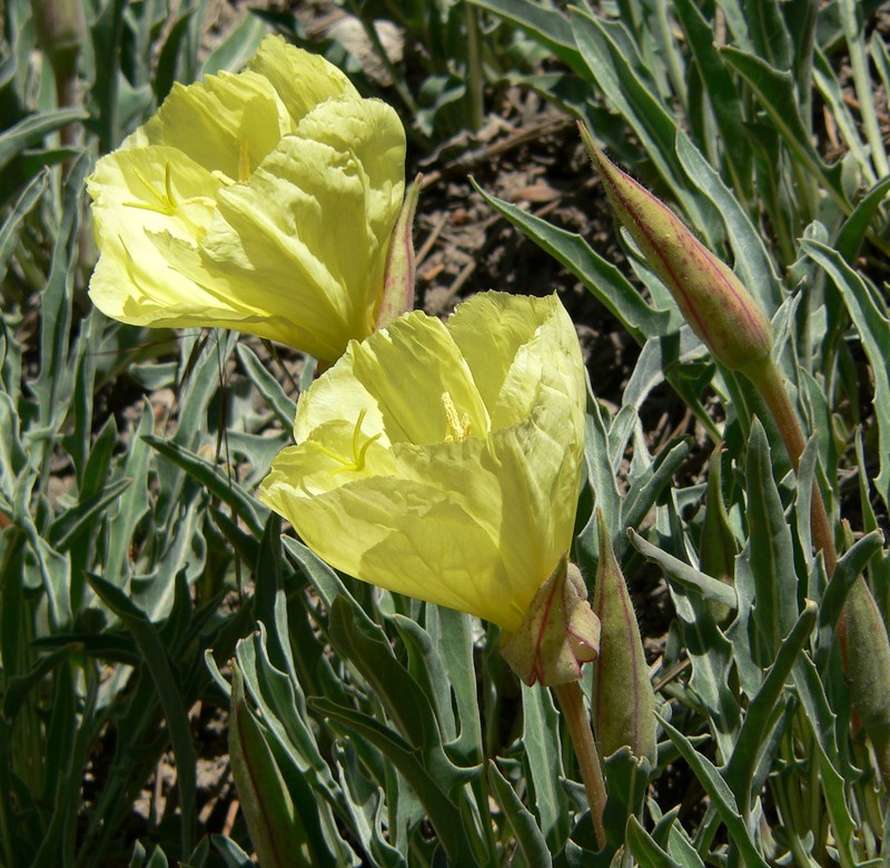 Howard's Evening Primrose photo 3