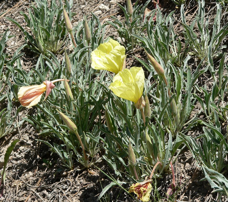 Howard's Evening Primrose photo 4