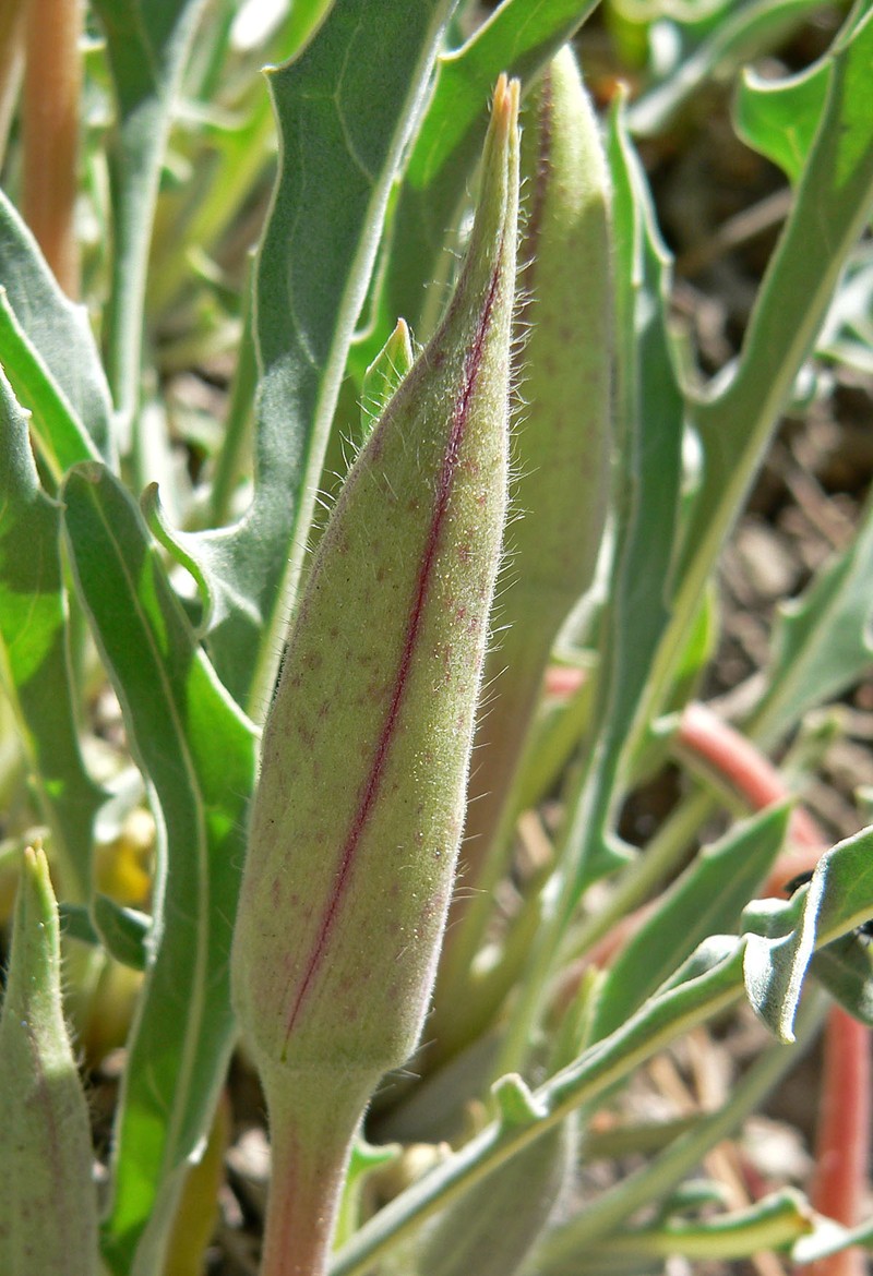 Howard's Evening Primrose photo 5