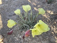 Howard's Evening Primrose
