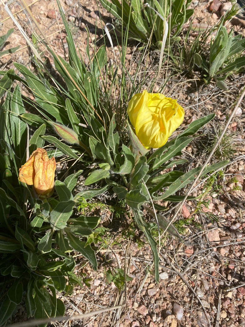Howard's Evening Primrose photo 2
