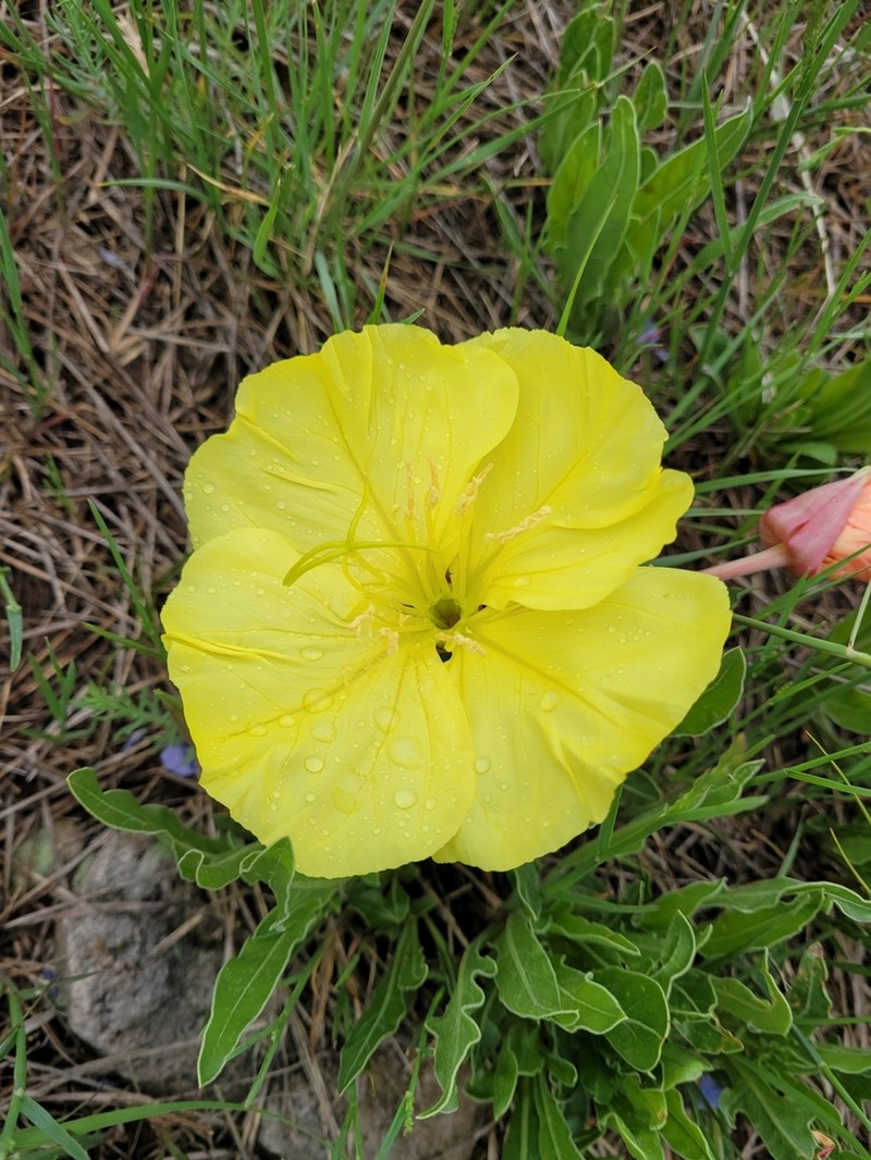 Howard's Evening Primrose photo 4