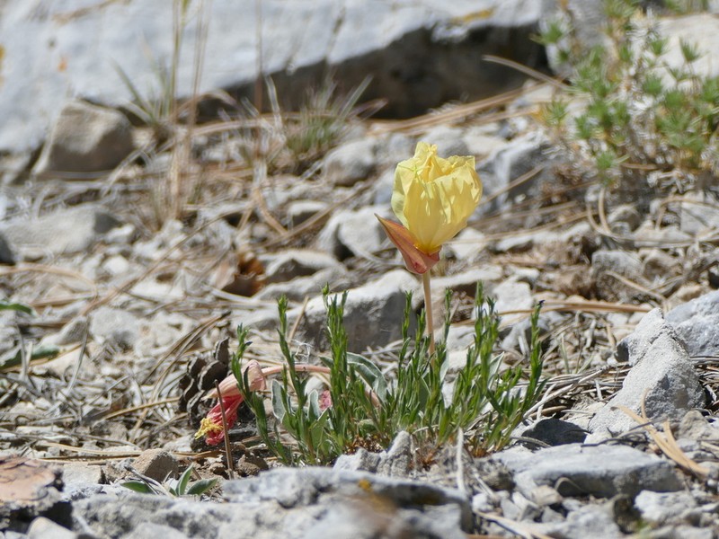 Howard's Evening Primrose photo 5