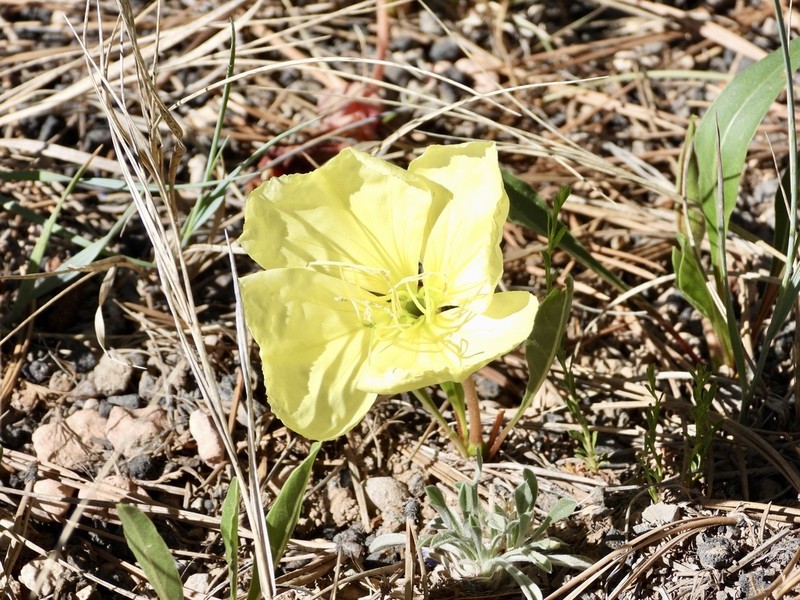 Howard's Evening Primrose photo 6
