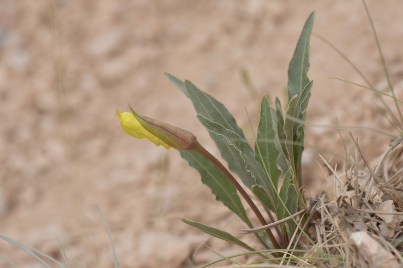 Howard's Evening Primrose photo 7