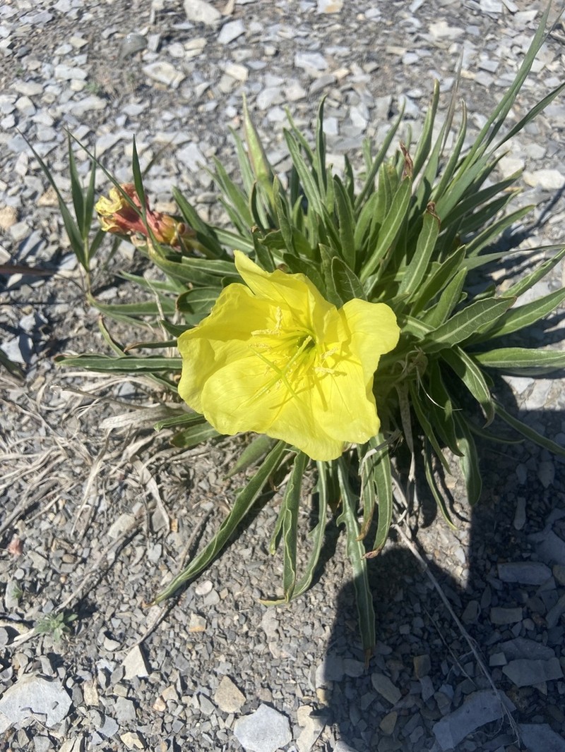 Howard's Evening Primrose photo 8