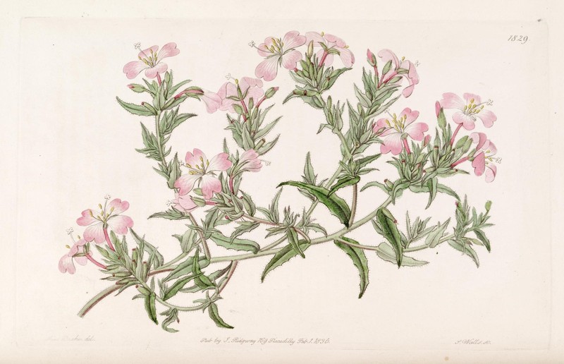 Seabeach Evening Primrose photo 2