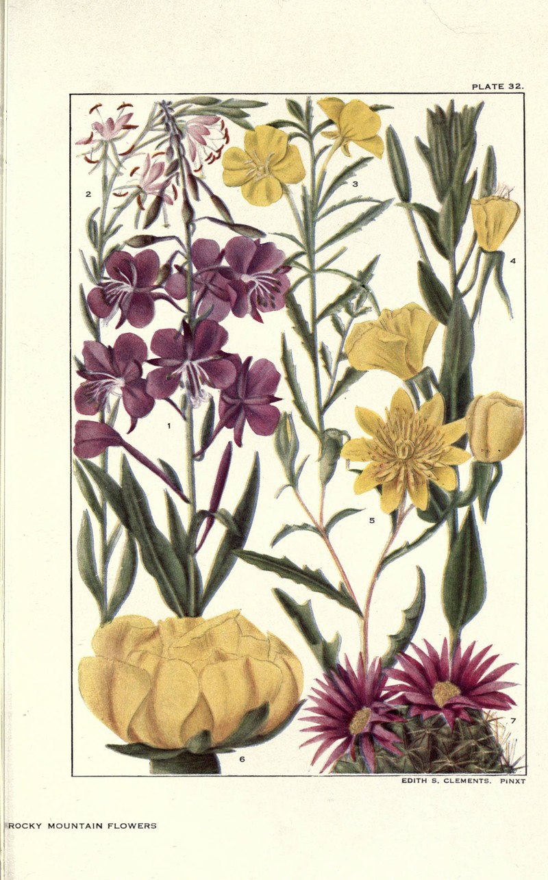 Seabeach Evening Primrose photo 3