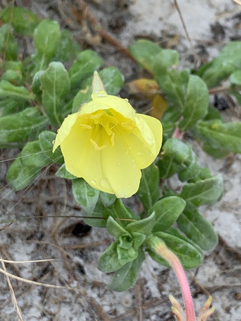 Seabeach Evening Primrose