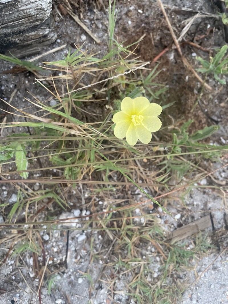Seabeach Evening Primrose photo 3