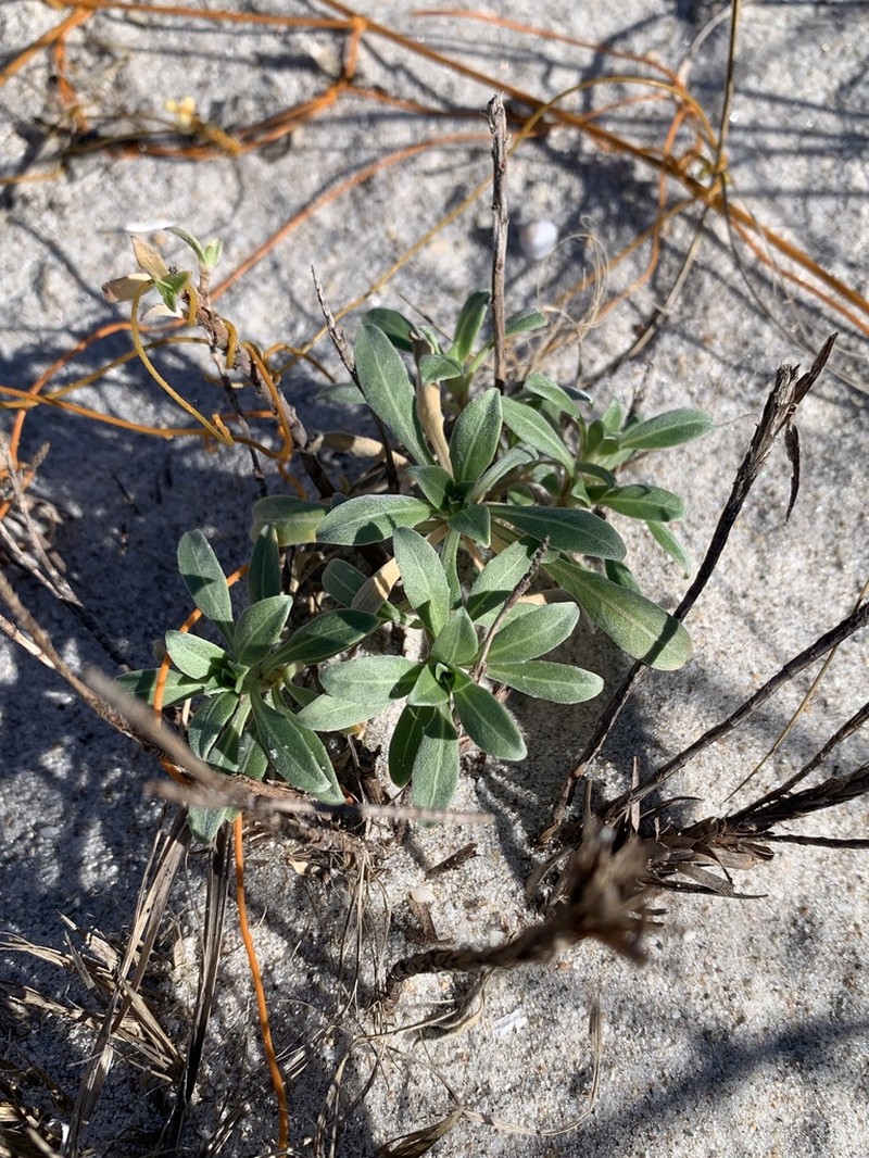 Seabeach Evening Primrose photo 4