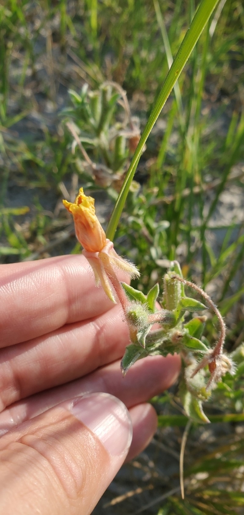 Seabeach Evening Primrose photo 5