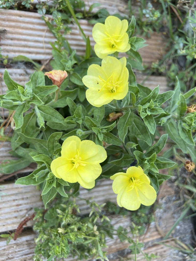 Seabeach Evening Primrose photo 6