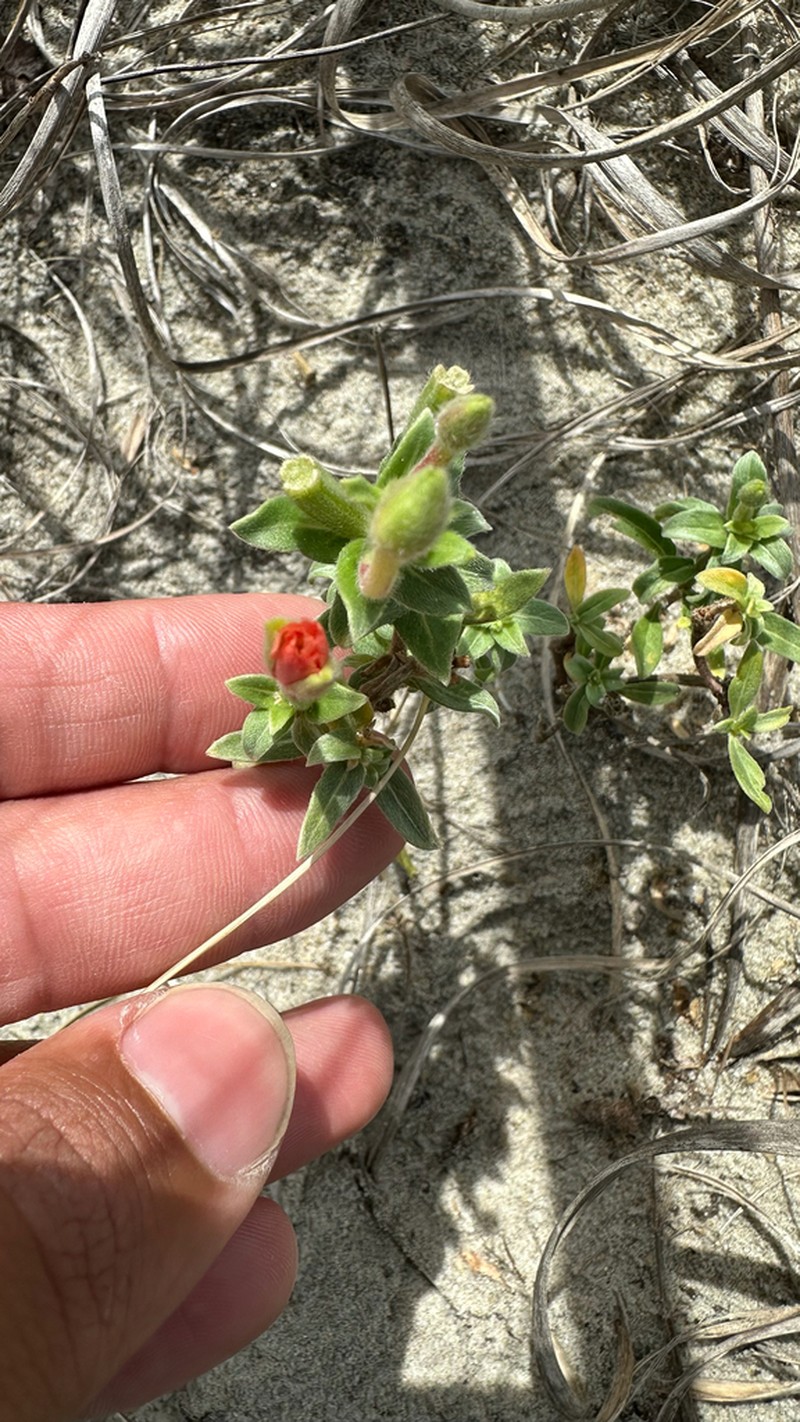 Seabeach Evening Primrose photo 7