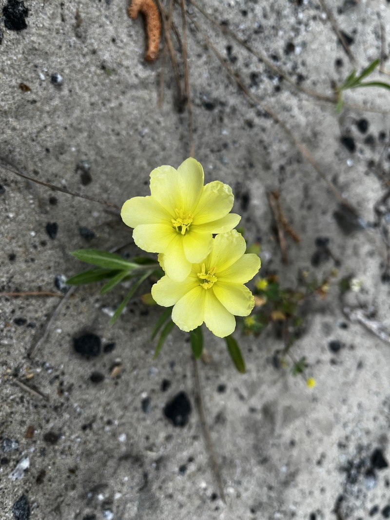 Seabeach Evening Primrose photo 8