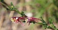 Oenothera indecora
