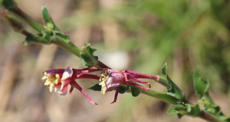 Oenothera indecora
