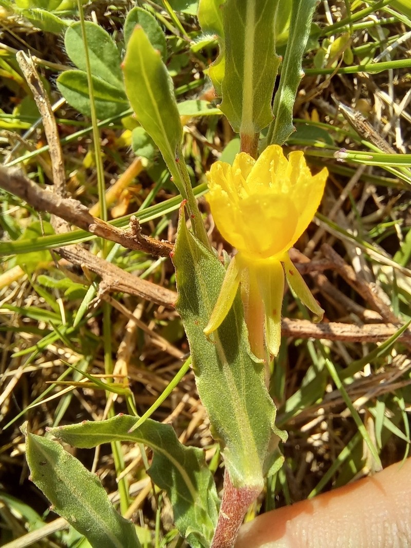 Oenothera indecora photo 2
