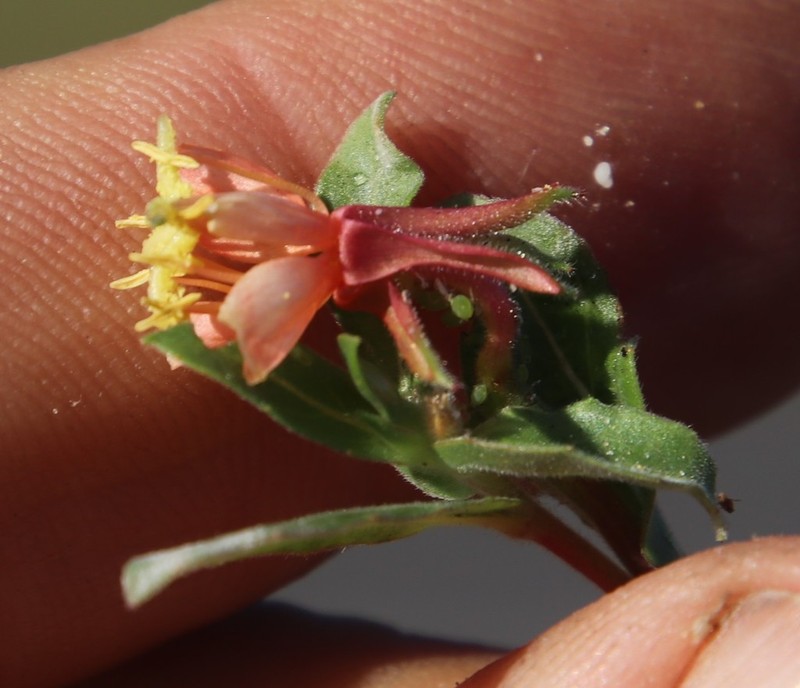 Oenothera indecora photo 3