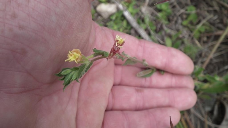 Oenothera indecora photo 4