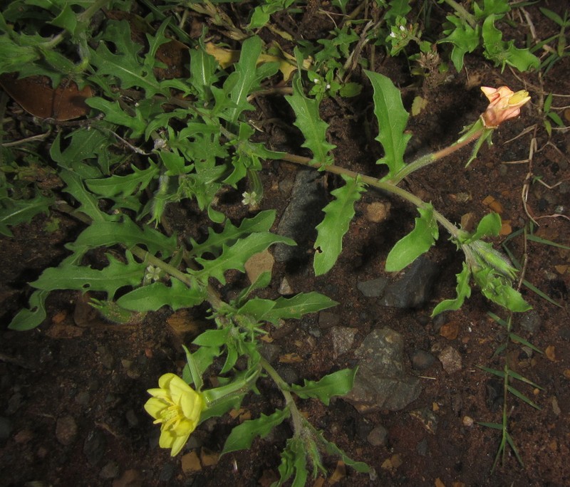 Oenothera indecora photo 5