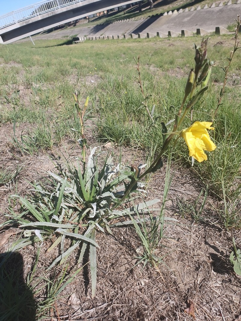 Oenothera indecora photo 6