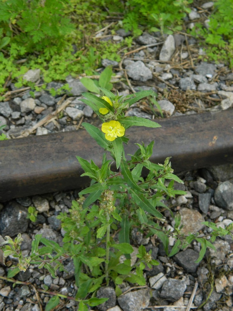 Oenothera indecora photo 7