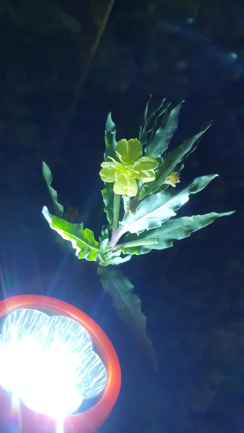 Oenothera indecora photo 8