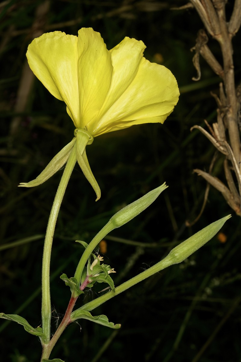 Trumpet Evening Primrose
