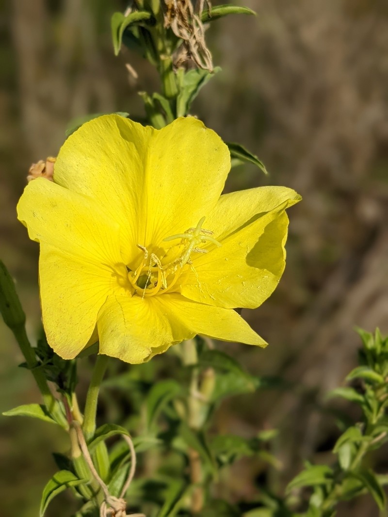 Trumpet Evening Primrose
