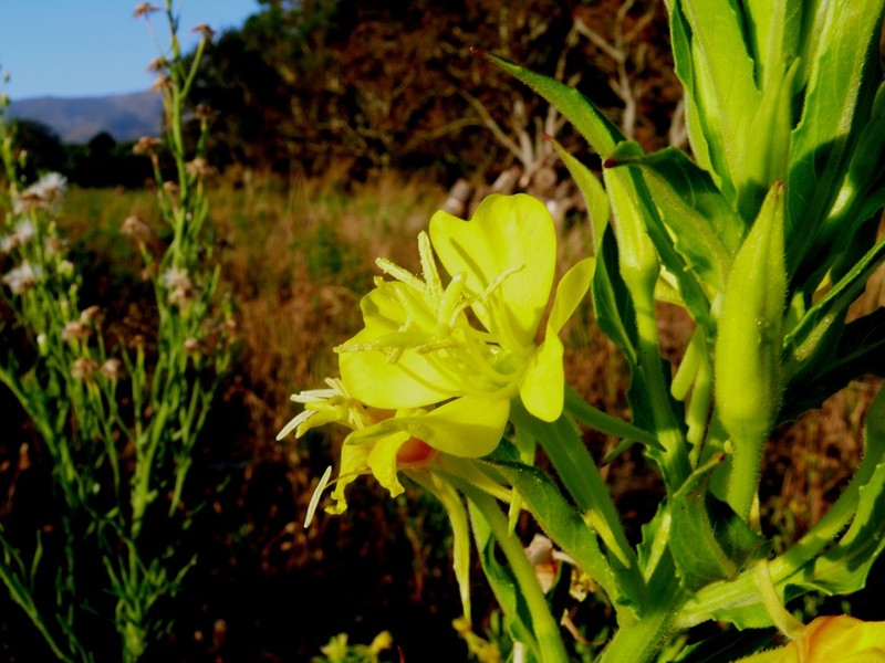 Trumpet Evening Primrose photo 2