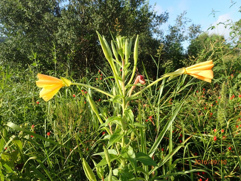 Trumpet Evening Primrose photo 3