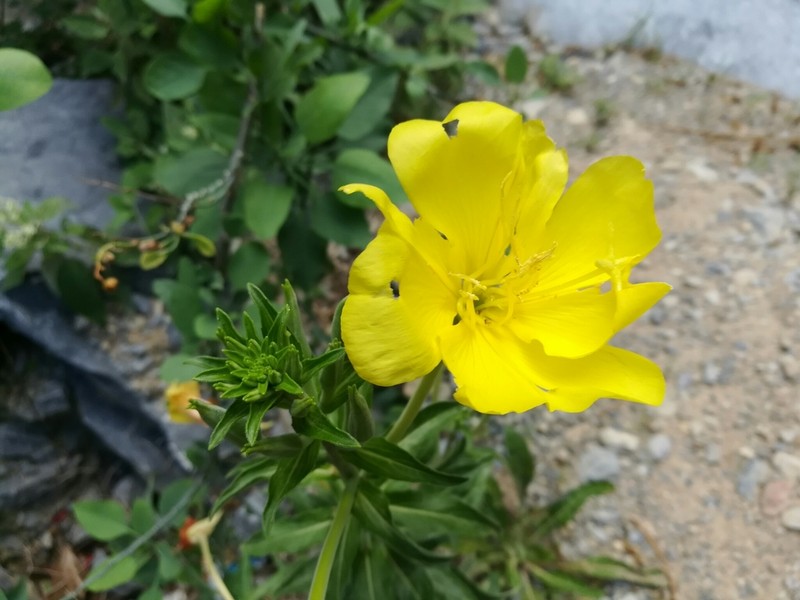 Trumpet Evening Primrose photo 4