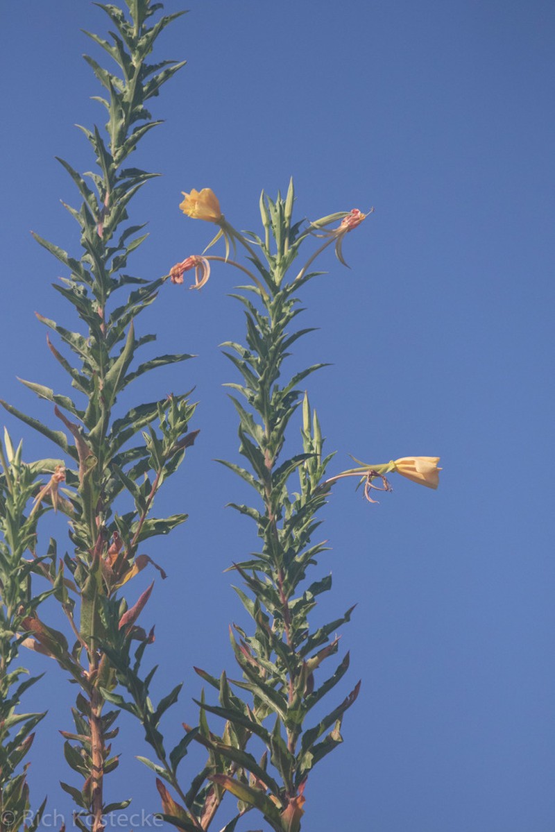 Trumpet Evening Primrose photo 5