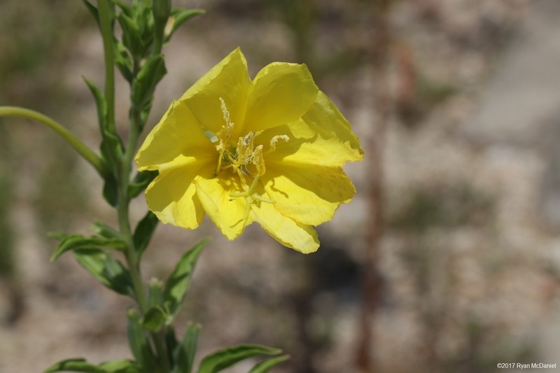 Trumpet Evening Primrose photo 6