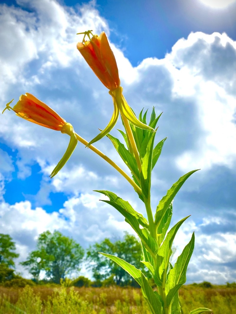 Trumpet Evening Primrose photo 7