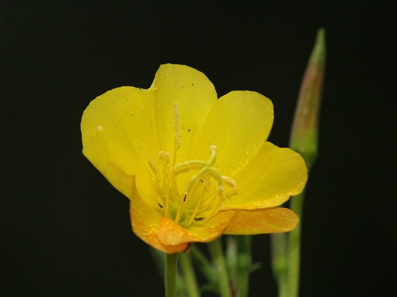 Trumpet Evening Primrose photo 8