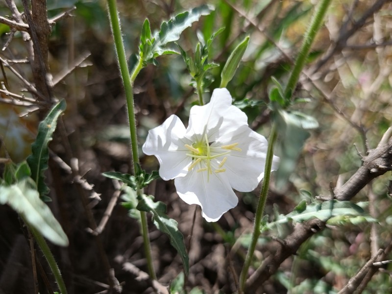 Kunth's Evening Primrose