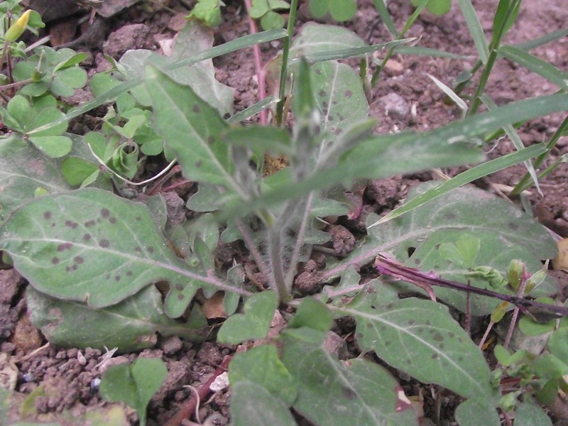 Kunth's Evening Primrose photo 2
