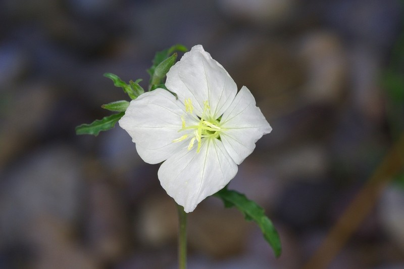 Kunth's Evening Primrose photo 3