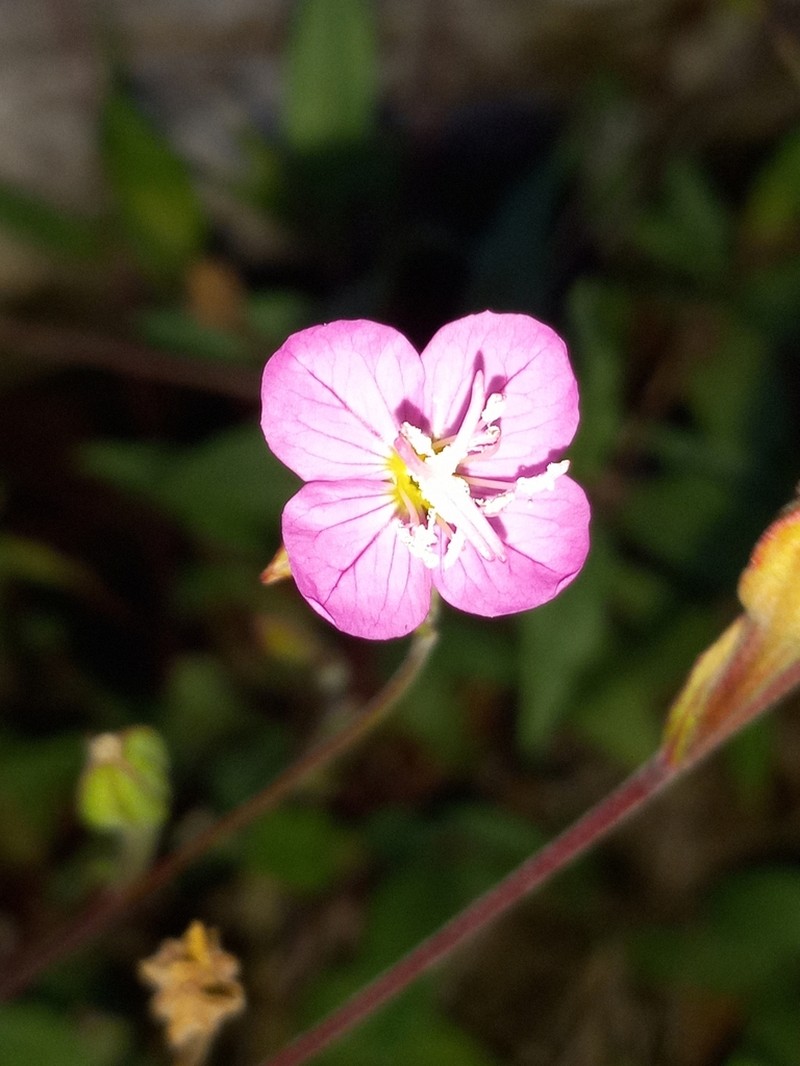 Kunth's Evening Primrose photo 4