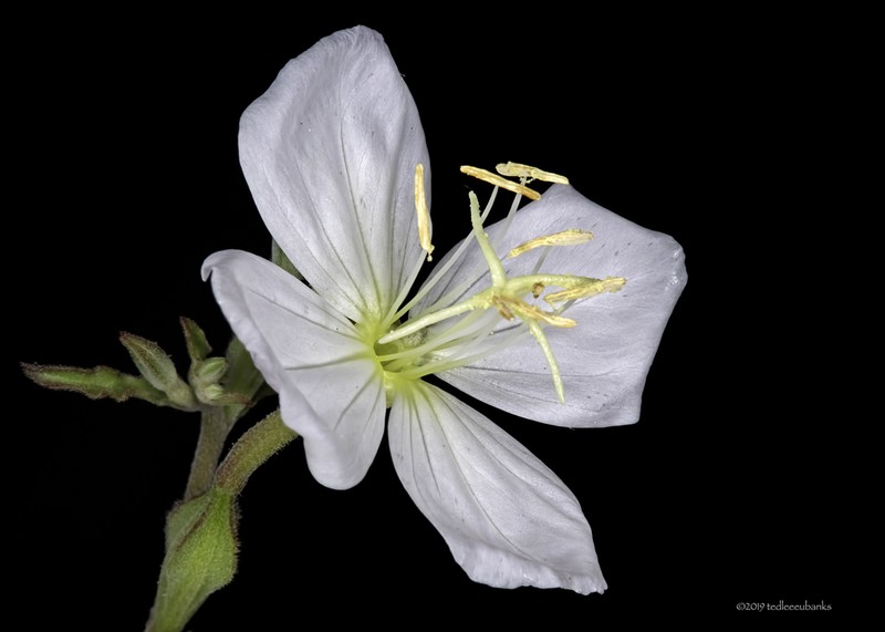 Kunth's Evening Primrose photo 5