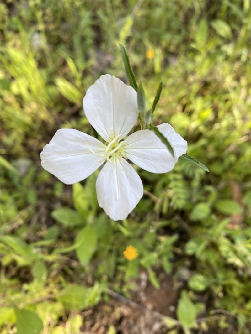 Kunth's Evening Primrose photo 6
