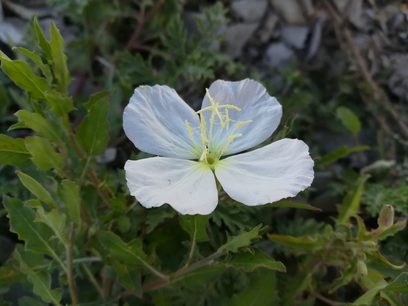 Kunth's Evening Primrose photo 7